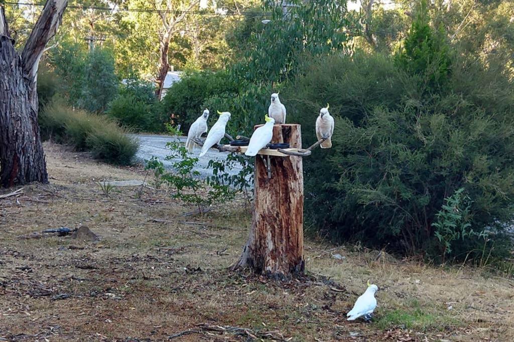 Cockatoo Cabin Halls Gap Εξωτερικό φωτογραφία