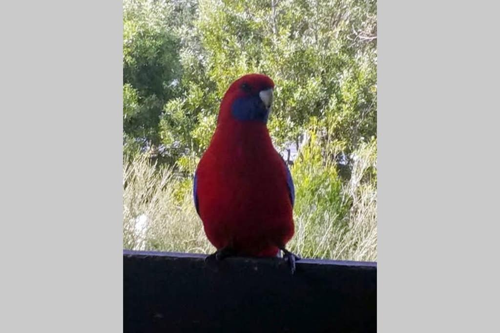 Cockatoo Cabin Halls Gap Εξωτερικό φωτογραφία