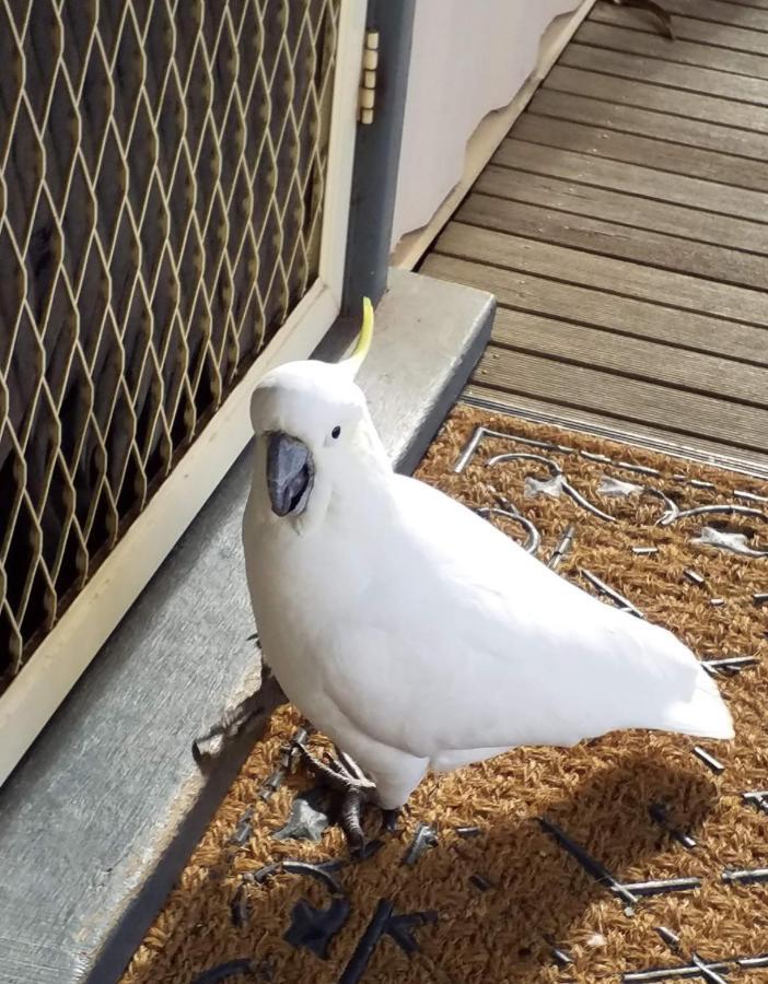Cockatoo Cabin Halls Gap Εξωτερικό φωτογραφία