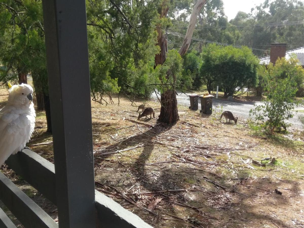 Cockatoo Cabin Halls Gap Εξωτερικό φωτογραφία